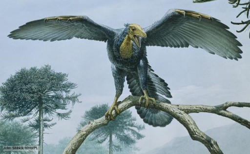 Így repülhetett a híres szárnyas dinoszaurusz
