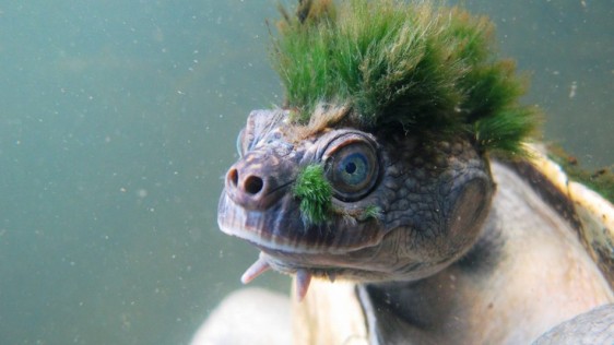 Szörnyű hírek érkeztek a punk teknősökről